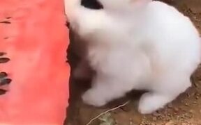 Cutest Rabbit You Can Find