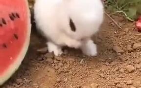 Cutest Rabbit You Can Find