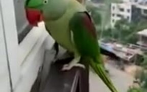 Parrot Calling Mother To Open The Window