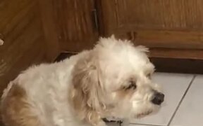 Cute Dog Too Sleepy To Sit - Animals - VIDEOTIME.COM