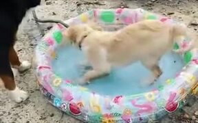 A Dog Too Excited To Have A Small Water Pool - Animals - VIDEOTIME.COM