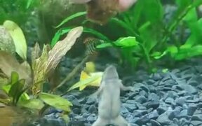 Funny Aquatic Frog - Animals - VIDEOTIME.COM