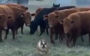 A Bulldog Vs Cows - Animals - VIDEOTIME.COM