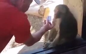 Monkey Amazed By A Magic Trick - Animals - VIDEOTIME.COM