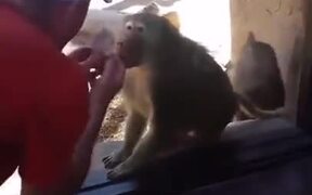 Monkey Amazed By A Magic Trick - Animals - VIDEOTIME.COM