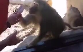 Monkey Amazed By A Magic Trick
