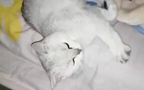 Cat Out Of The Bed - Animals - VIDEOTIME.COM