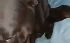 Kitten In Dog's Care - Animals - VIDEOTIME.COM