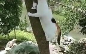 Cat Mother Rescuing A Kitten - Animals - VIDEOTIME.COM