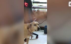 Dog Confused - Animals - VIDEOTIME.COM