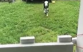 Cutest Calf In The World - Animals - VIDEOTIME.COM