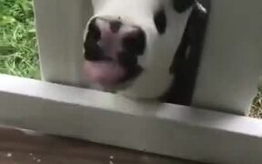 Cutest Calf In The World - Animals - VIDEOTIME.COM