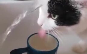 When The Cat Is High - Animals - VIDEOTIME.COM