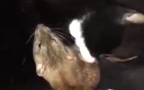 When Rat And Cat Are Best Friends
