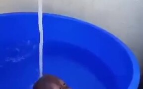 Baby Orangutan Relaxing In The Bath