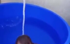 Baby Orangutan Relaxing In The Bath - Animals - VIDEOTIME.COM
