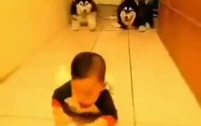 Huskies Sneaking Up On Babies - Animals - VIDEOTIME.COM