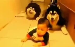 Huskies Sneaking Up On Babies - Animals - VIDEOTIME.COM