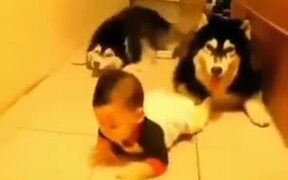Huskies Sneaking Up On Babies