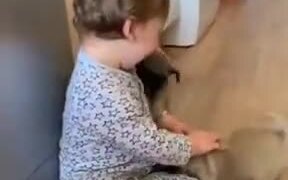 The Combination Of A Human Baby And Puppies - Animals - VIDEOTIME.COM