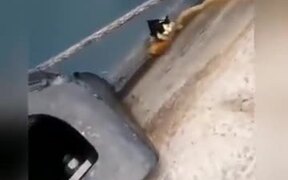 Saving A Cat From Drowning - Animals - VIDEOTIME.COM