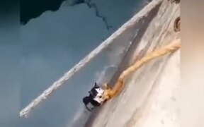 Saving A Cat From Drowning