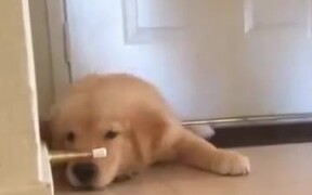 Golden Retriever Puppy Playing Inside