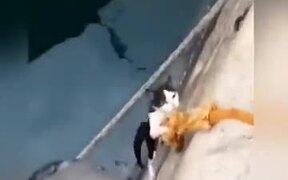 Saving A Cat From Drowning
