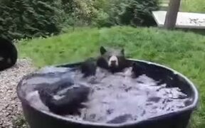A Black Bear Bathing In Pool