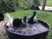 A Black Bear Bathing In Pool
