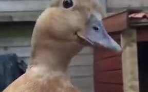 This Cute Duck Wants To Tell You Something!