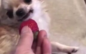 Cutest Dog Video