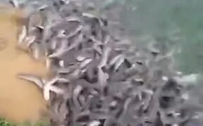 When You Feed Hungry Fishes