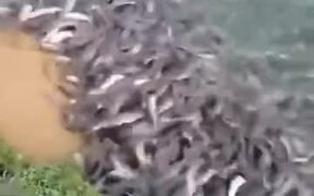 When You Feed Hungry Fishes - Animals - VIDEOTIME.COM