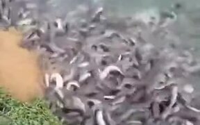 When You Feed Hungry Fishes