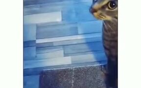 Cat-Speed Vs Laser - Animals - VIDEOTIME.COM