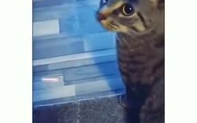 Cat-Speed Vs Laser