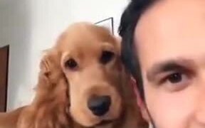 When Your Dog Wants Your Full Attention - Animals - VIDEOTIME.COM