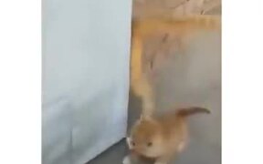 Mean Cat Vs Poor Kitten - Animals - VIDEOTIME.COM
