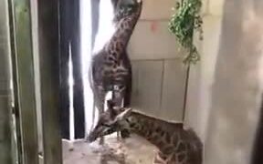 Captive Baby Giraffe Meeting Its Father - Animals - VIDEOTIME.COM