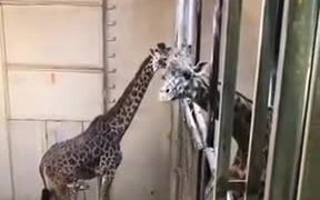 Captive Baby Giraffe Meeting Its Father