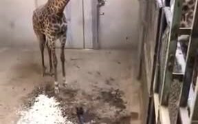 Captive Baby Giraffe Meeting Its Father