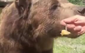 Brave Man Feeding Honey To Bears