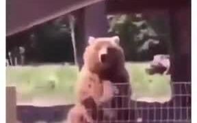 Friendliest Bear Ever