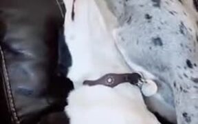 When Great Dane Decides To Play