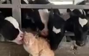 Cows Love Cat - Animals - VIDEOTIME.COM