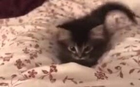A Restless Cute Kitten