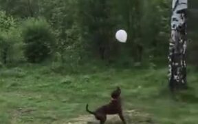 Dog And Owner Having Fun With A Balloon - Animals - VIDEOTIME.COM