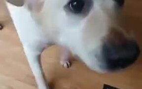 Dancing Dog Deserves A Musical Edition - Animals - VIDEOTIME.COM