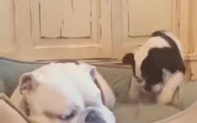 Bulldog Doesn't Like Commotion